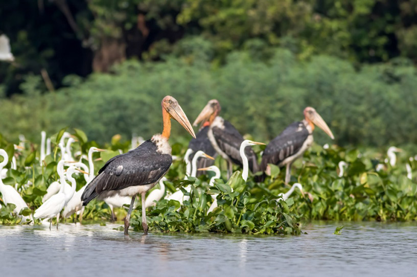 Exploring The Prek Toal Bird Sanctuary